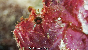 Pink Leaf Scorpion Fish...
Canon 600 D, 60 mm macro 1/12... by Ahmet Yay 